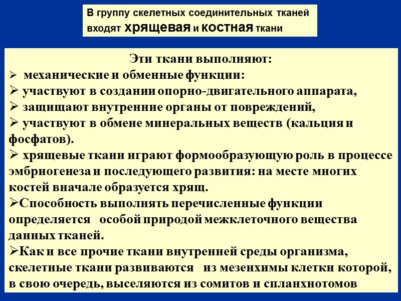 В группу скелетных соединительных тканей  входят хрящевая и костная ткани  Эти ткани